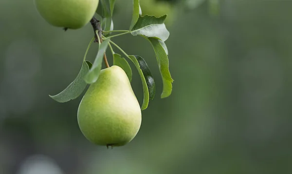 夏の庭で熟した有機栽培の梨のクローズアップ ストック写真