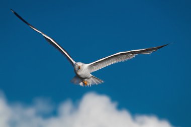 Avcılık martı büyük wingspread ile mavi gökyüzünde uçar