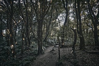 Chiang Mai, Tayland 'daki Doi Inthanon Ulusal Parkı' nda yağmur ormanı.