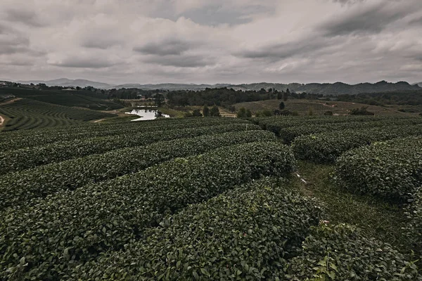Prachtig Uitzicht Choui Fong Thee Plantage — Stockfoto