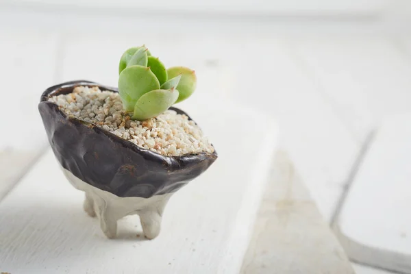 Tanaman Kecil Dalam Pot Succulents Atau Kaktus Diisolasi Dengan Latar — Stok Foto