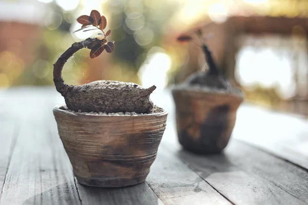 Pohon Kecil Yang Indah Dalam Pot Tanah Liat Dengan Latar — Stok Foto