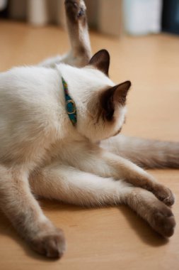 Şirin siyam kedisi, seçici odaklanma