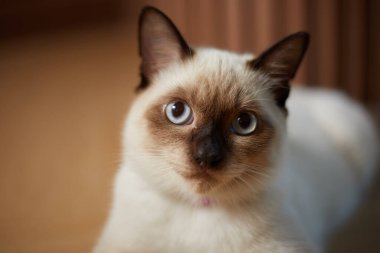 Şirin siyam kedisi, seçici odaklanma