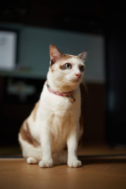 Beyaz kedi oturma odasında yerde..