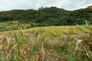 Baan Likhai, Chiang Rai, Tayland 'da güzel bir pirinç terası.