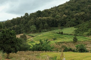 Baan Likhai, Chiang Rai, Tayland 'da güzel bir pirinç terası.
