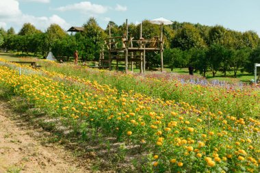 Chiang rai, Tayland 'da bir sürü çiçek var.