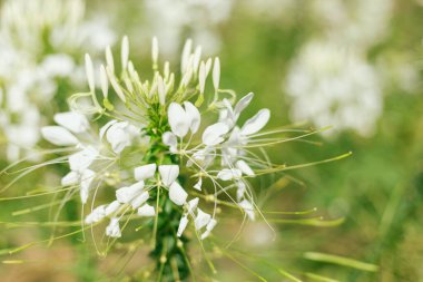 Cleome 'u kapat (örümcek çiçeği), seçici odak