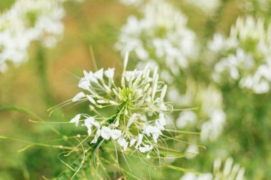Cleome 'u kapat (örümcek çiçeği), seçici odak