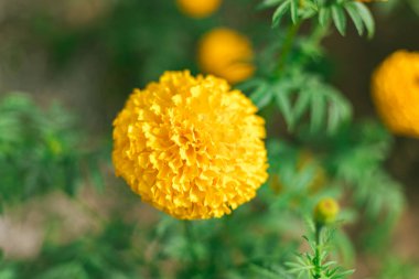 Kapat Marigold çiçeklerini Tayland 'ın ünlü çiçeği
