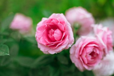 Bahçedeki çiçek gülünü kapat, kış.