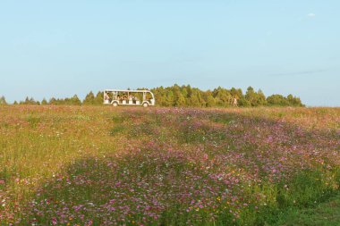 Singha Park 'ın çiçekleri, Chiang Rai. Tayland.