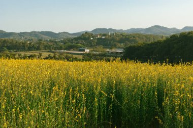 Chiang Rai, Tayland 'da Sunn kenevirinin güzel sarı çiçeği.