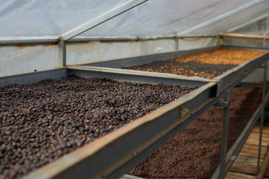 Raw coffee beans, coffee drying process on shelf natural sunlight plantation at factory community north of Chiang Rai Thailand,selective focus