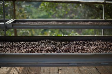Raw coffee beans, coffee drying process on shelf natural sunlight plantation at factory community north of Chiang Rai Thailand,selective focus
