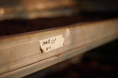 Çiğ kahve çekirdekleri, raflarda kahve kurutma işlemi Chiang Rai Tayland 'ın kuzeyindeki fabrika bölgesinde güneş ışığı tarlası, seçici bir odak noktası.