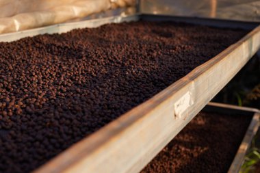 Çiğ kahve çekirdekleri, raflarda kahve kurutma işlemi Chiang Rai Tayland 'ın kuzeyindeki fabrika bölgesinde güneş ışığı tarlası, seçici bir odak noktası.