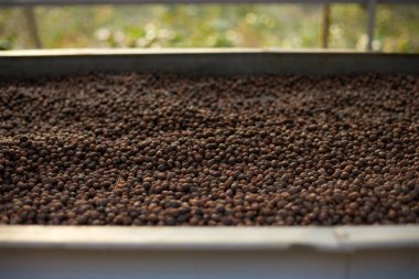 Çiğ kahve çekirdekleri, raflarda kahve kurutma işlemi Chiang Rai Tayland 'ın kuzeyindeki fabrika bölgesinde güneş ışığı tarlası, seçici bir odak noktası.