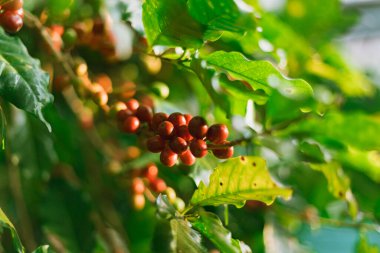 Tayland 'ın Chiang Rai bölgesindeki Pang Khon köyündeki kahve tarlasında kahve ağacı.