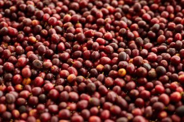 kirazı kapat (çiğ kahve çekirdekleri), seçici odak