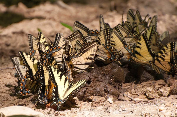 Farfalle sulla cacca di cavallo — Foto Stock