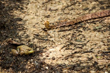 zehirli yılan ve kurbağa