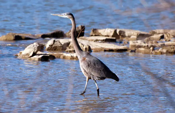 Suda mavi balıkçıl
