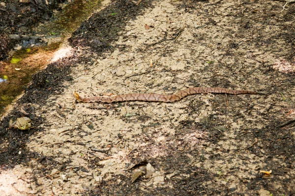 zehirli yılan ve kurbağa