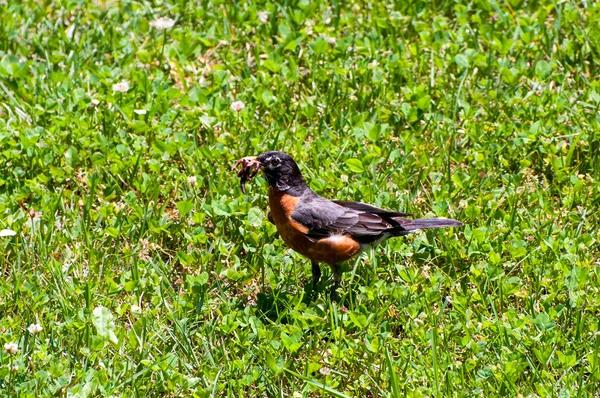 Robin ile solucanlar