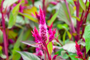 Bir bahçede çiçek açan birçok celosia tesisi. 