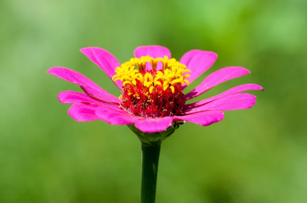 Egy kert virágzó rózsaszín és sárga virág. — Stock Fotó