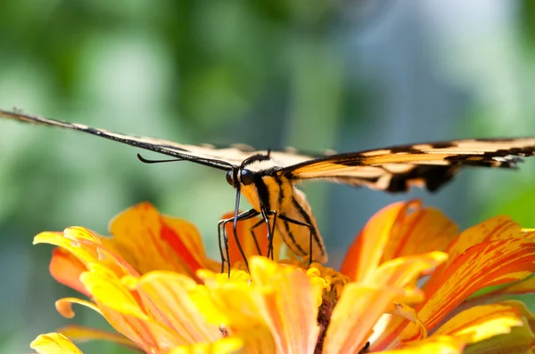 Swallowtail tiger, zapylających kwiat nagietka. — Zdjęcie stockowe