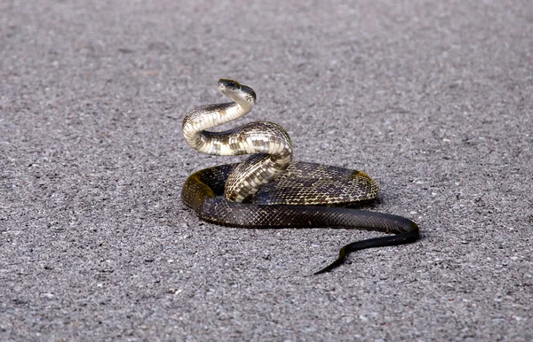 A black rat snake is poised to strike. — Stock Photo, Image