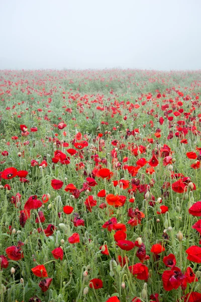 Poppies in fog — Stock Photo, Image