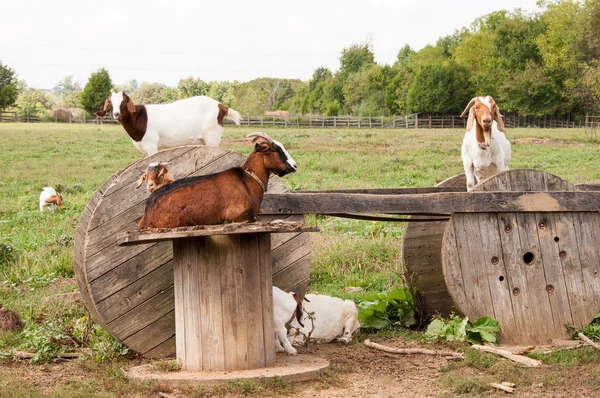 Boer cabras escalada e descanso — Fotografia de Stock