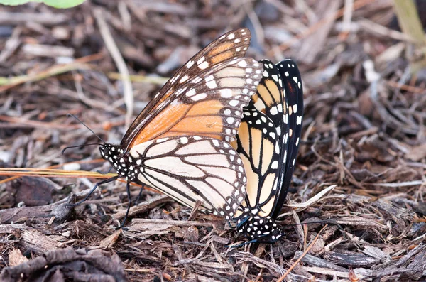 Monarcha motyle krycia — Zdjęcie stockowe