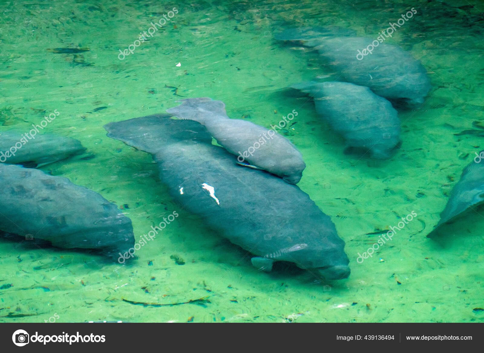 Manatees Blue Springs State Park Florida Stock Photo by ©jctabb 439136494