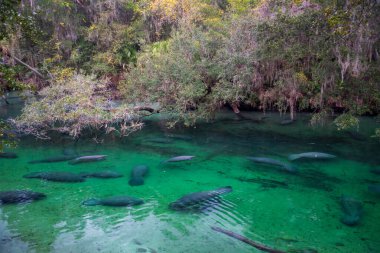 Florida 'daki Blue Springs Eyalet Parkı' nda denizayıları.