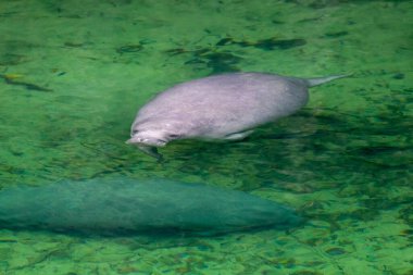 Florida 'daki Blue Springs Eyalet Parkı' nda denizayıları.