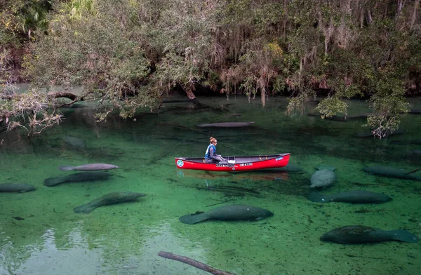 Manatees Στο Blue Springs State Park Στη Φλόριντα — Φωτογραφία Αρχείου