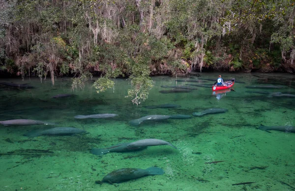 Seekühe Blue Springs State Park Florida — Stockfoto