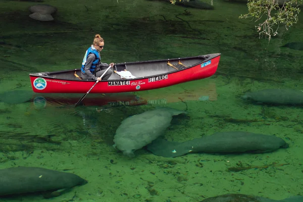 Manatees Στο Blue Springs State Park Στη Φλόριντα — Φωτογραφία Αρχείου