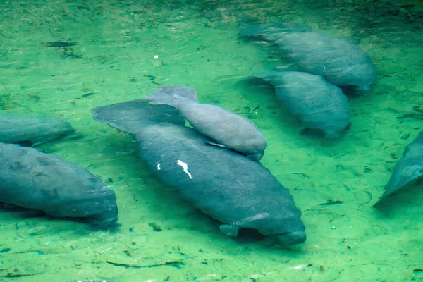 Florida 'daki Blue Springs Eyalet Parkı' nda denizayıları.