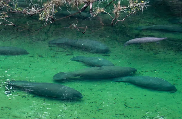 Florida Daki Blue Springs Eyalet Parkı Nda Denizayıları — Stok fotoğraf