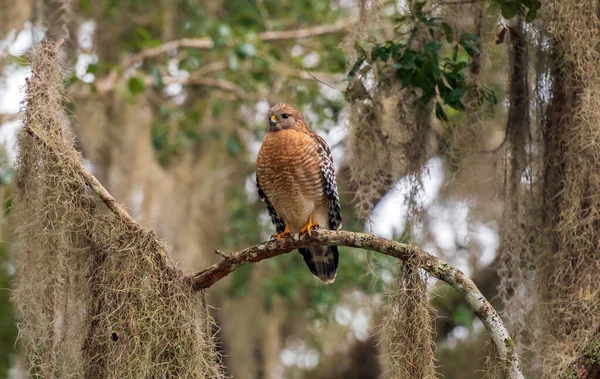 Red Shouldered Hawk Perched Tree — Stock Photo, Image