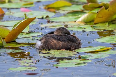 Uyurken turta gagalı yağlı
