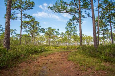 Rock Springs Merkez Florida 'da Eyalet Rezervleri.