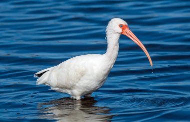 Canaveral Ulusal Denizi 'nde beyaz aynaklar suda.