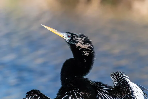 Anhinga Drying Feathers — ストック写真